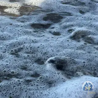 La schiusa del primo nido, 18 agosto 2026