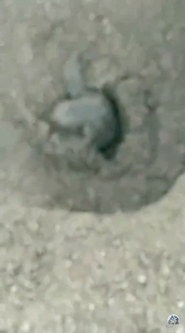Video, la schiusa del primo nido, 18 agosto 2026