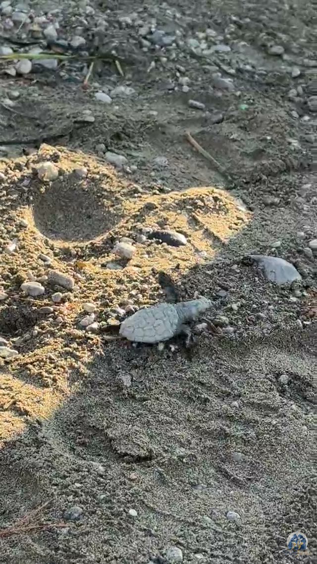 Video, la schiusa del primo nido, 18 agosto 2026