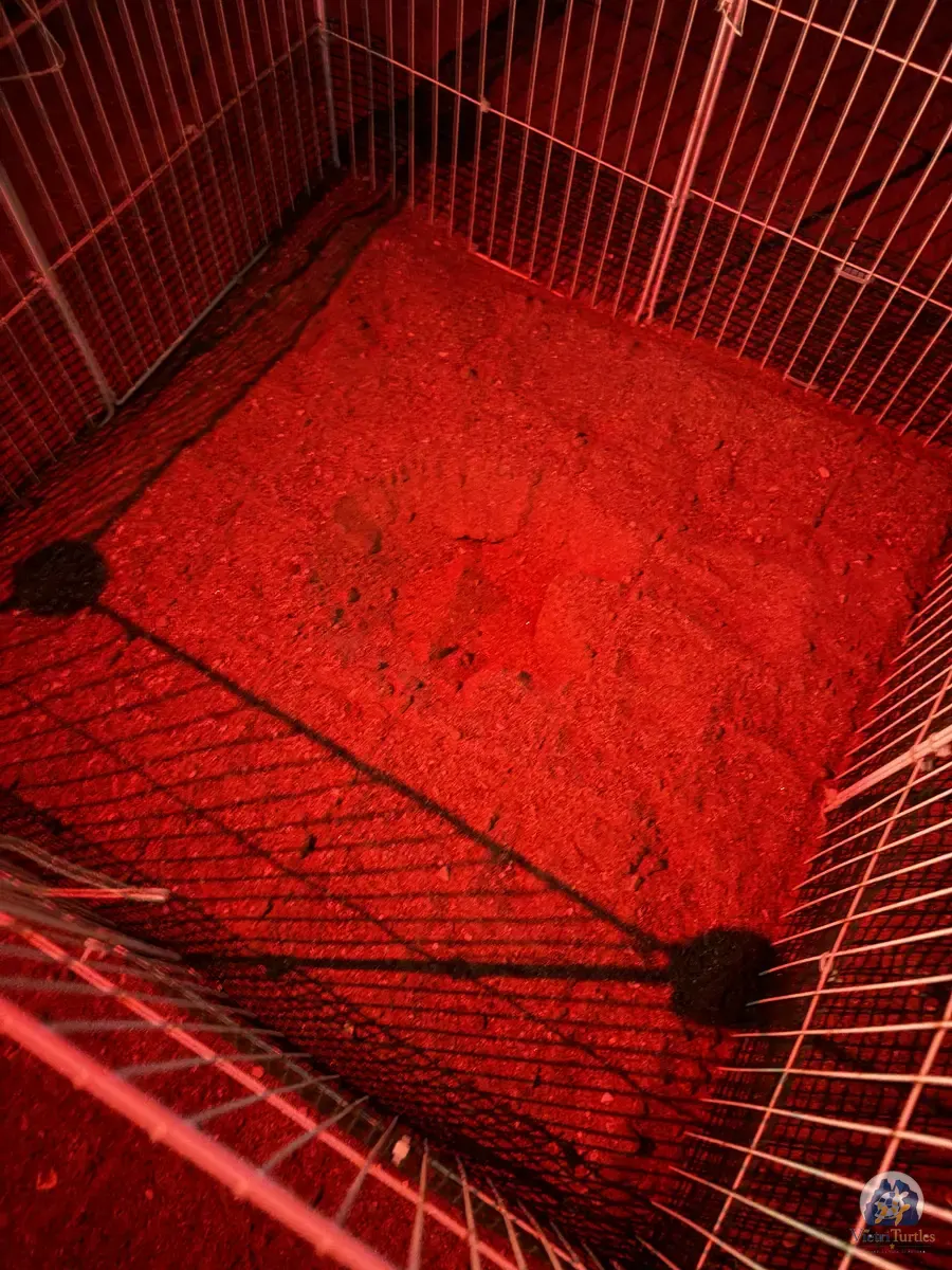 Monitoraggio notturno del nido con luce rossa